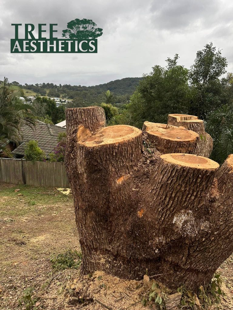 Tree Removal Forrestfield Explained: When and Why It’s Necessary Tree Aesthetics 2 Tree Removal Bayswater