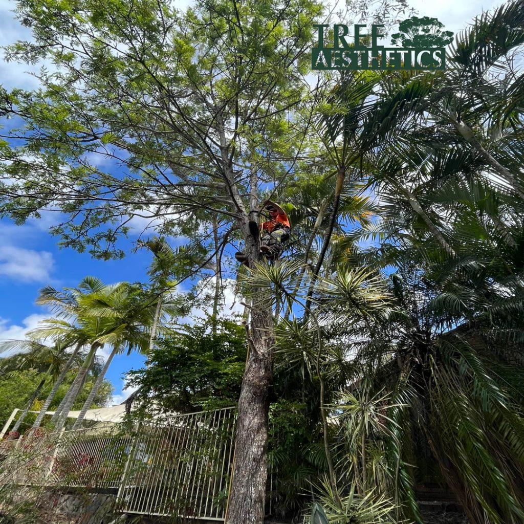 Tree Lopping Belmont