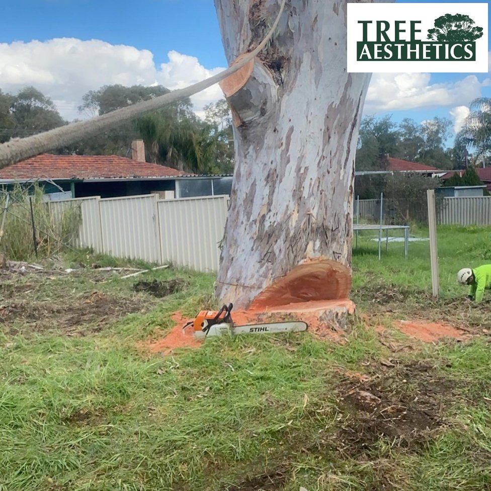 Emergency Tree Removal in Kalamunda: Signs a Tree Has Become a Safety Risk Tree Aesthetics 2 Tree Removal High Wycombe