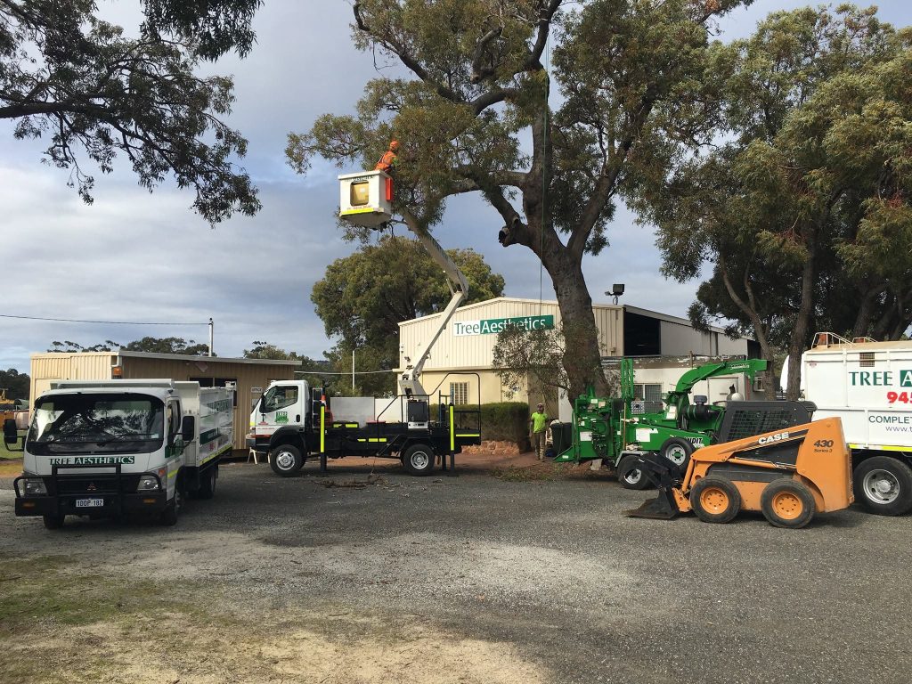 Tree Lopping High Wycombe: When Is Lopping the Right Solution? Tree Aesthetics 2 Expert tree lopping services in Forrestfield helping maintain safer and healthier trees around homes and properties.
