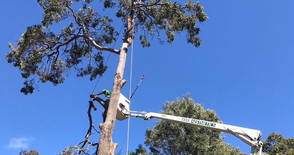 5 Signs You Need Professional Tree Lopping in High Wycombe Tree Aesthetics 2 Professional tree lopping in Kalamunda Western Australia to manage overgrown trees safely.